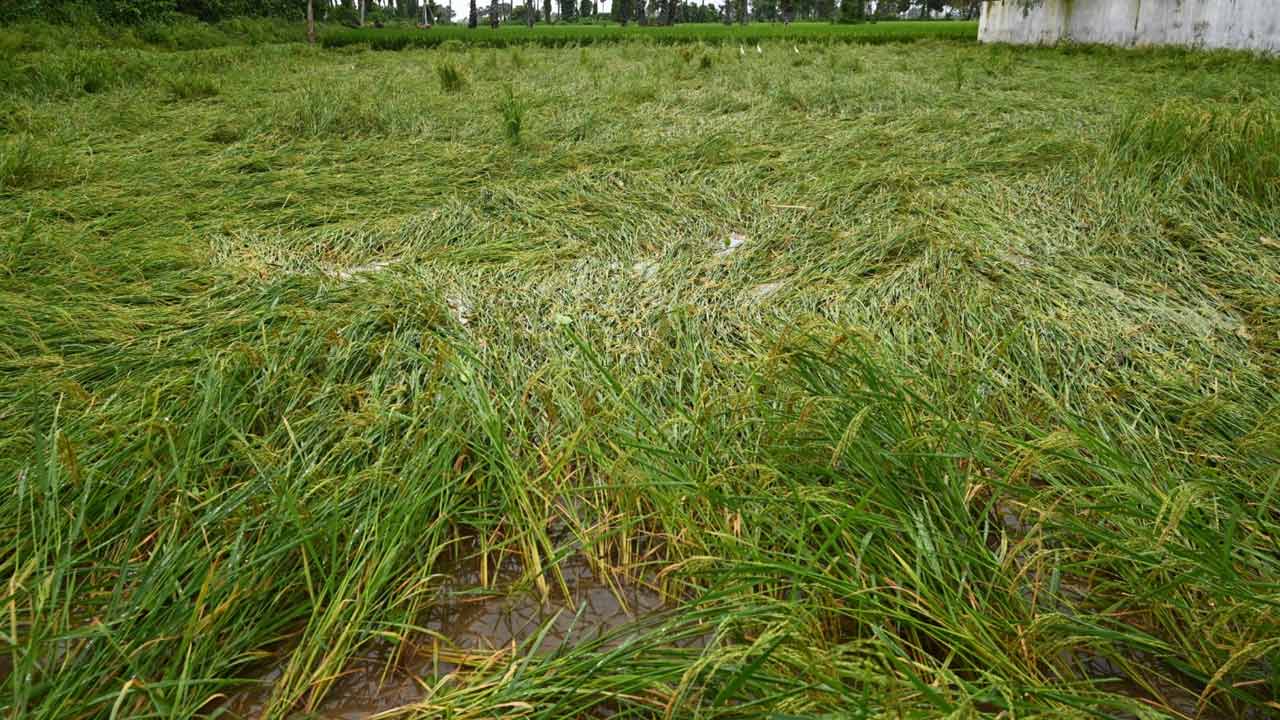 మొంథా తుపాన్ ఎఫెక్ట్.. 4 లక్షల ఎకరాల్లో పంట నష్టం.. మొంథా తుపాన్ ఎఫెక్ట్.. 4 లక్షల ఎకరాల్లో పంట నష్టం..