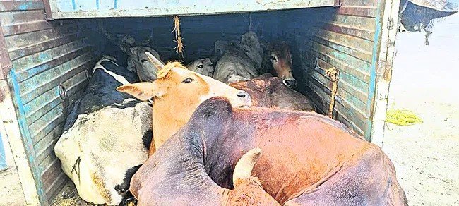 గోవుల అక్రమ రవాణా.. అడ్డుకున్న వ్యక్తిపై కత్తులతో దాడి